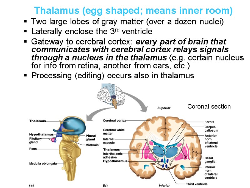 Thalamus (egg shaped; means inner room) Two large lobes of gray matter (over a